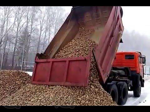 Требуются самосвалы для уборки картофеля